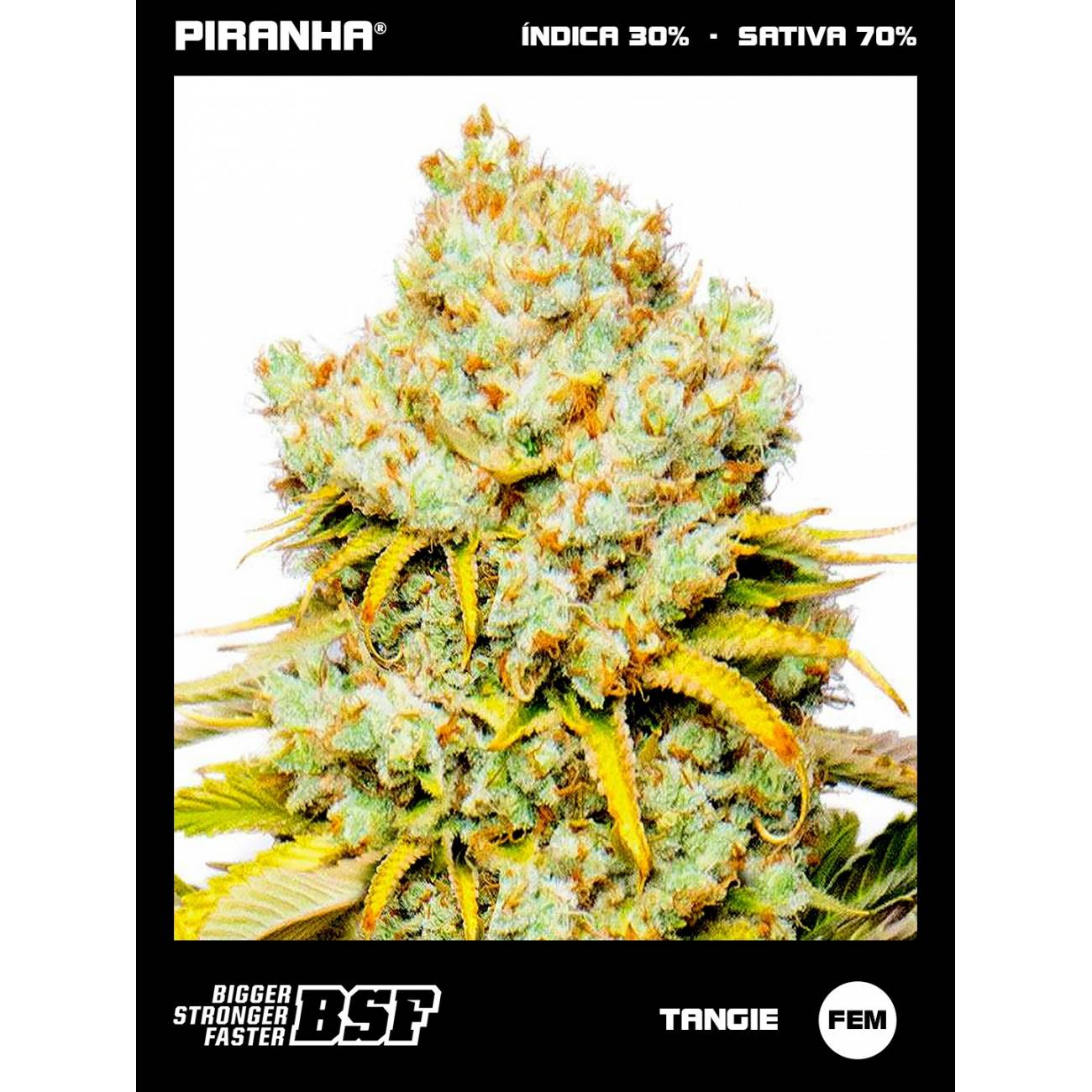 Tangie (2u/4u/7u/12u)