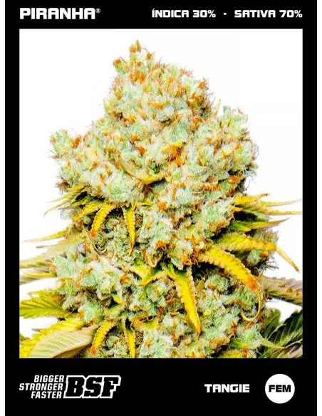 Tangie (2u/4u/7u/12u)