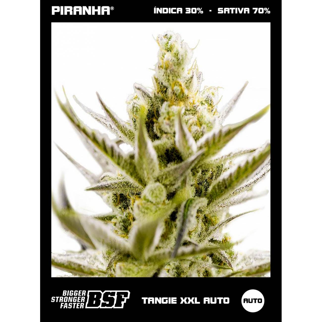Tangie XXL Auto (2u/4u/7u/12u)