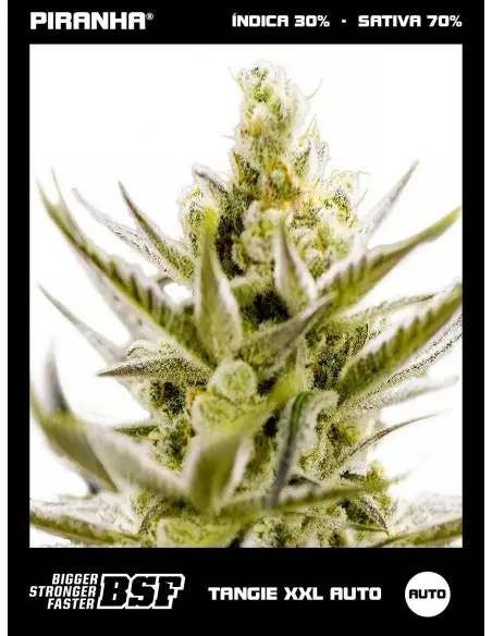 Tangie XXL Auto (2u/4u/7u/12u)