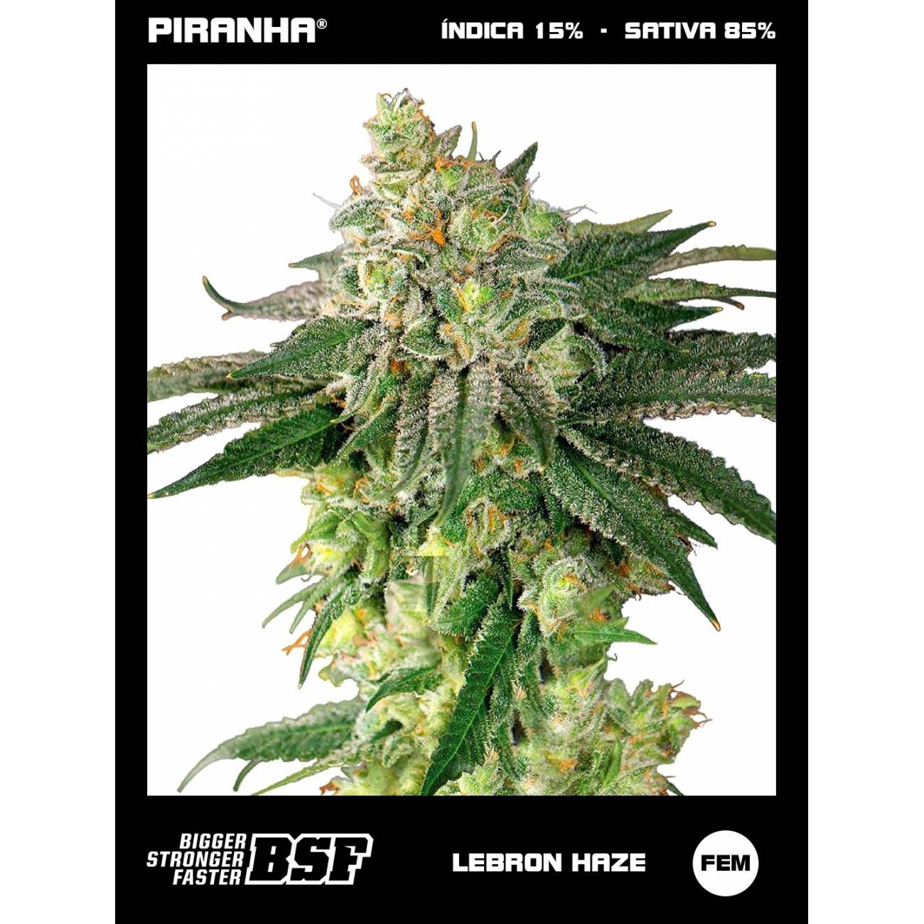 Lebron Haze (2u/4u/7u/12u)