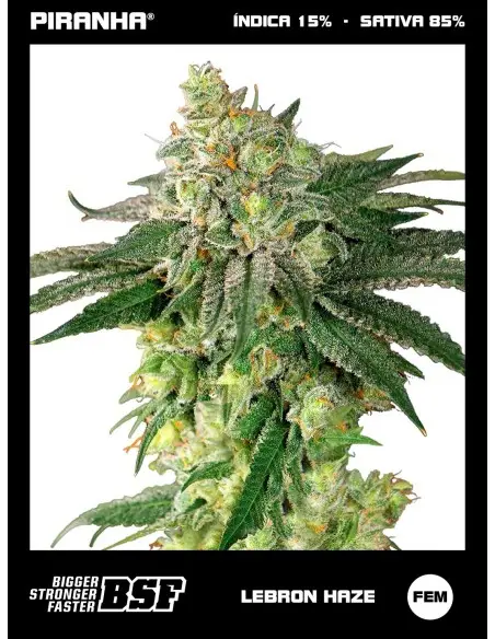 Lebron Haze (2u/4u/7u/12u)