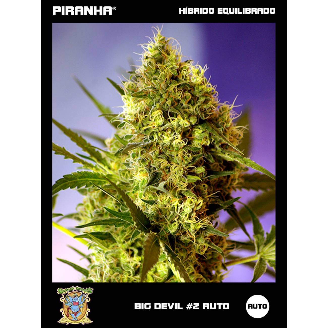 Big Devil 2 Auto (3+1u)