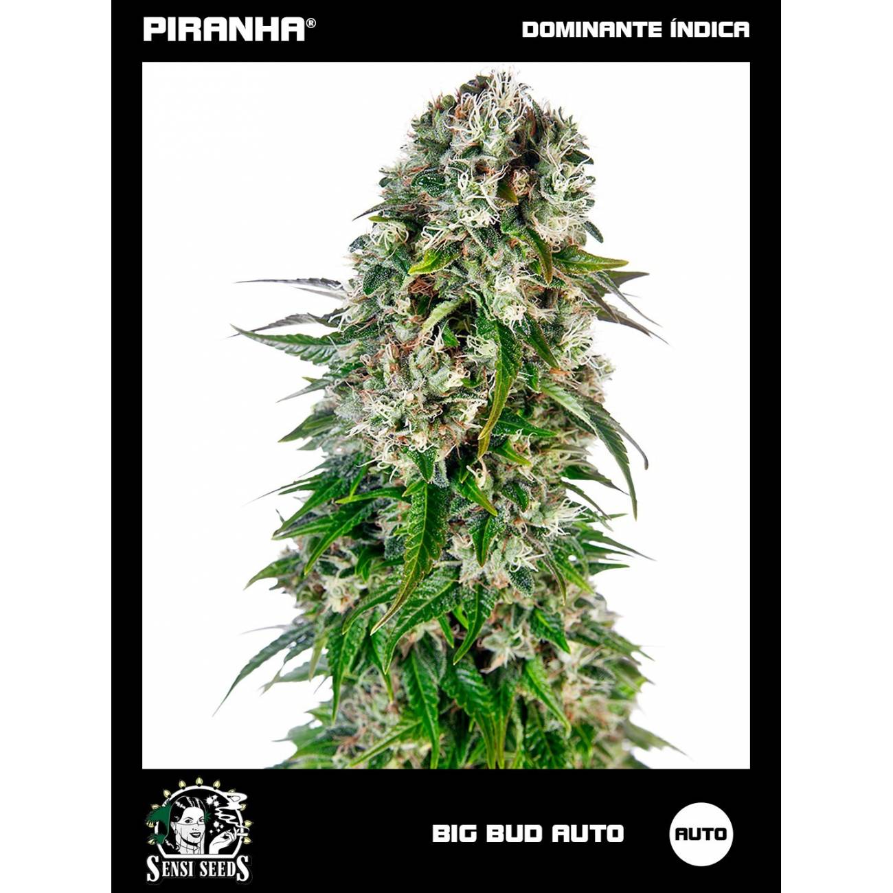Big Bud Auto (3u)