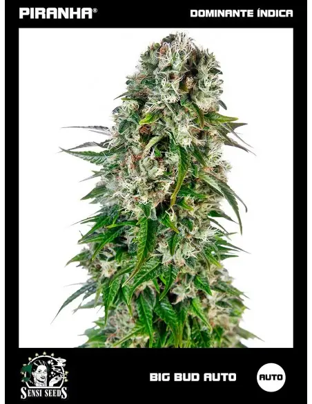 Big Bud Auto (3u)