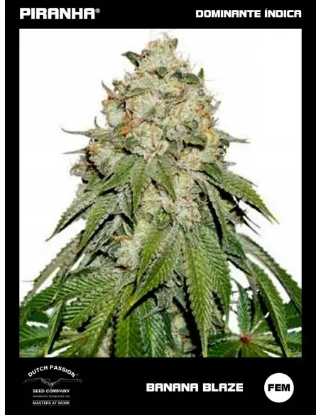 Banana Blaze (3+1u)
