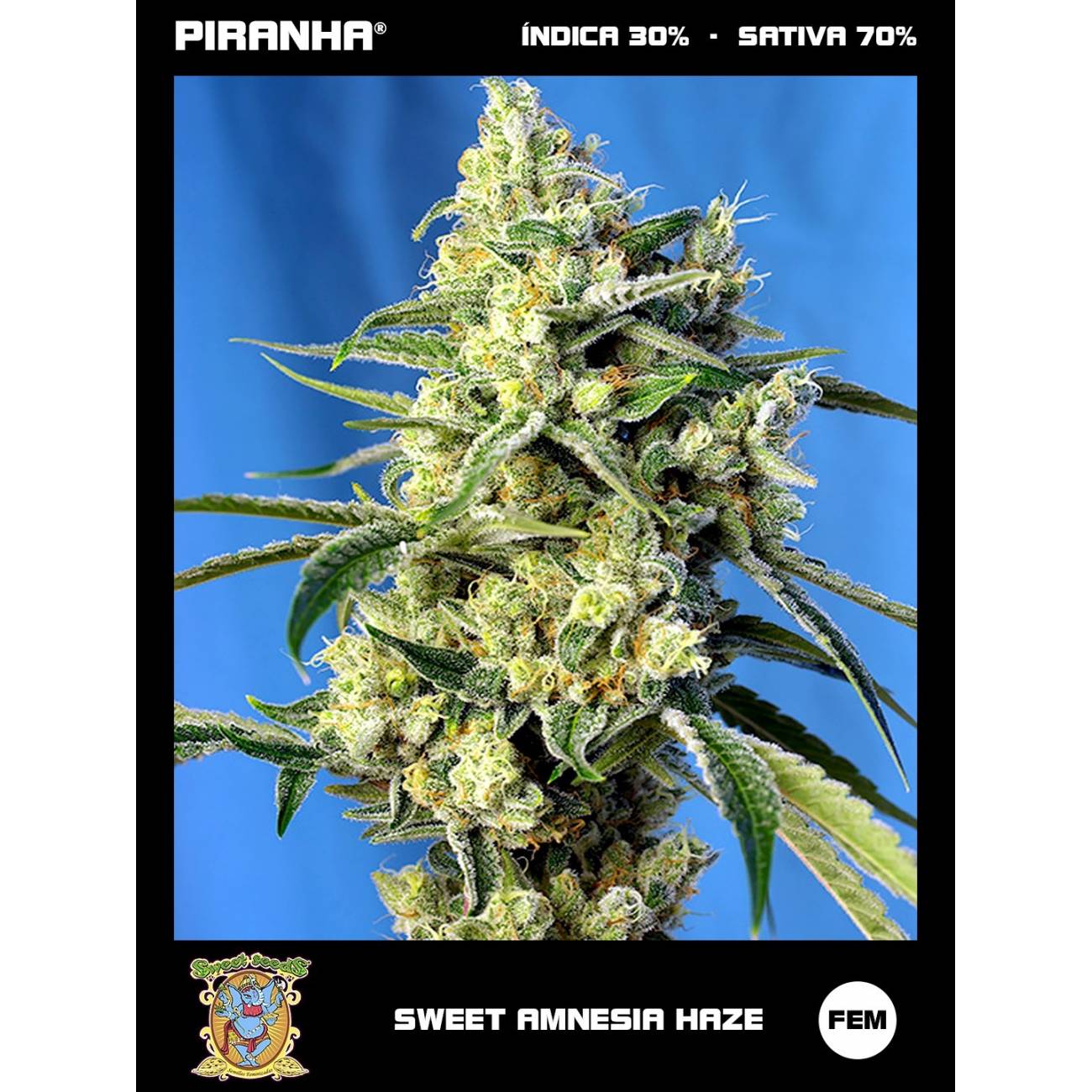 Sweet Amnesia Haze (3+1u)