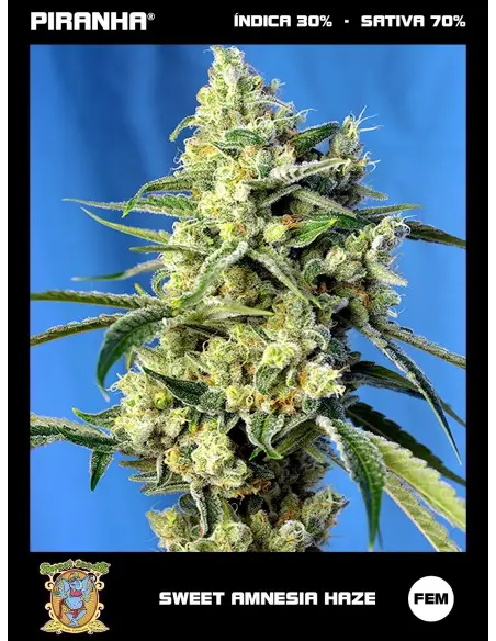 Sweet Amnesia Haze (3+1u)