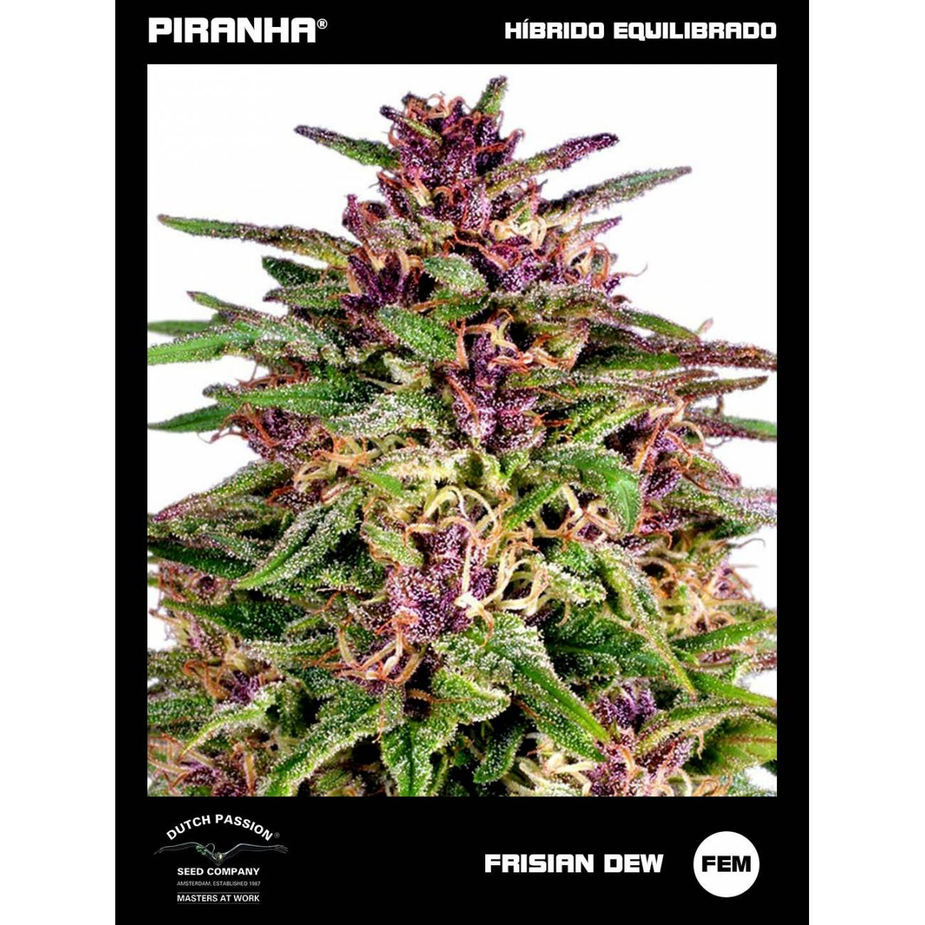 Frisian Dew (3+1u)