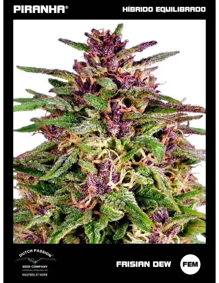 Frisian Dew (3+1u)