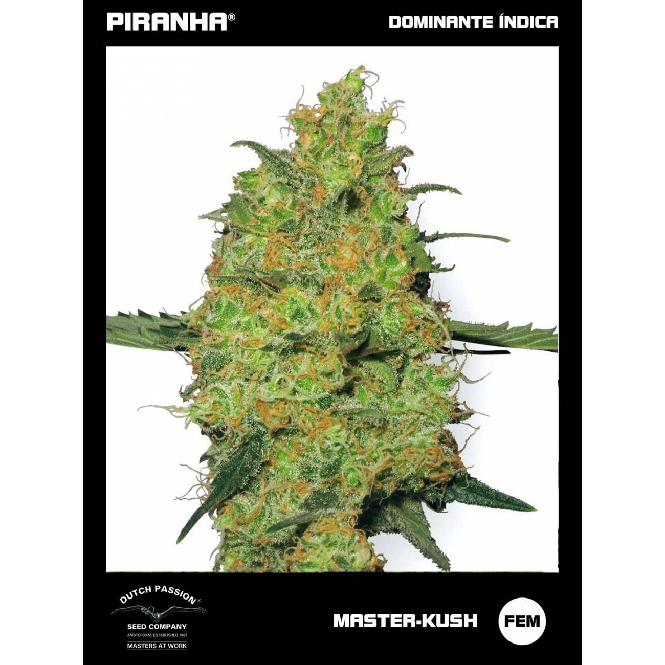 Master Kush (3+1u)