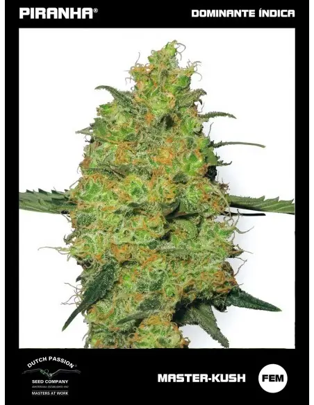 Master Kush (3+1u)