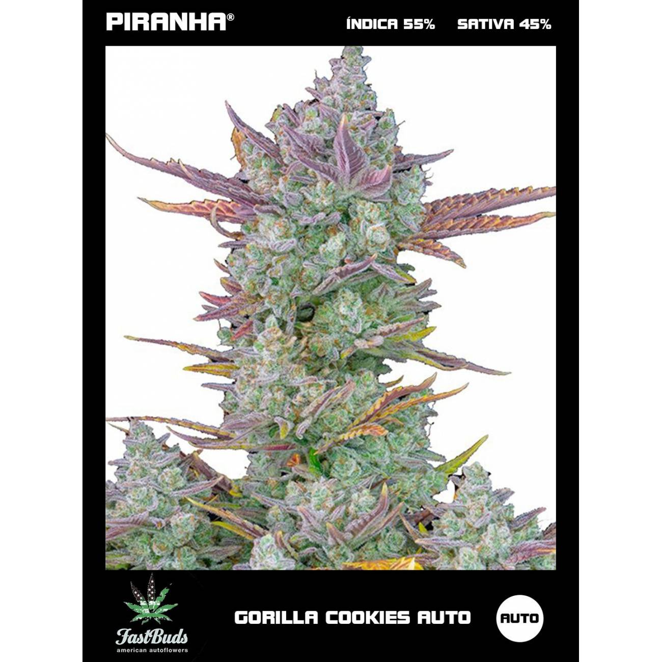 Gorilla Cookies Auto (1u/3+1u)