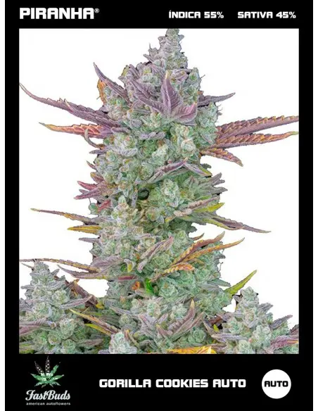 Gorilla Cookies Auto (1u/3+1u)
