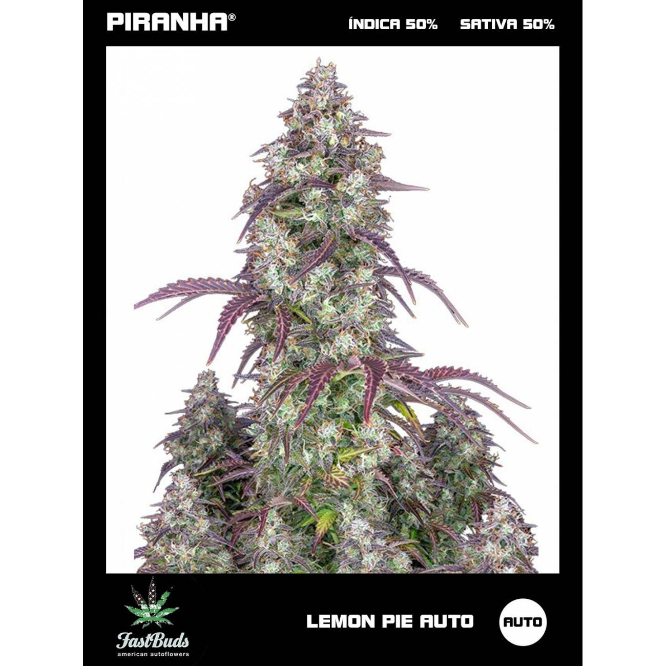 Lemon Pie Auto (1u/3+1u)
