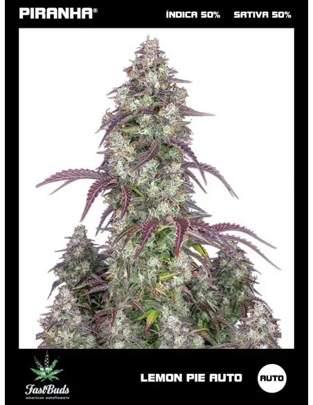 Lemon Pie Auto (1u/3+1u)