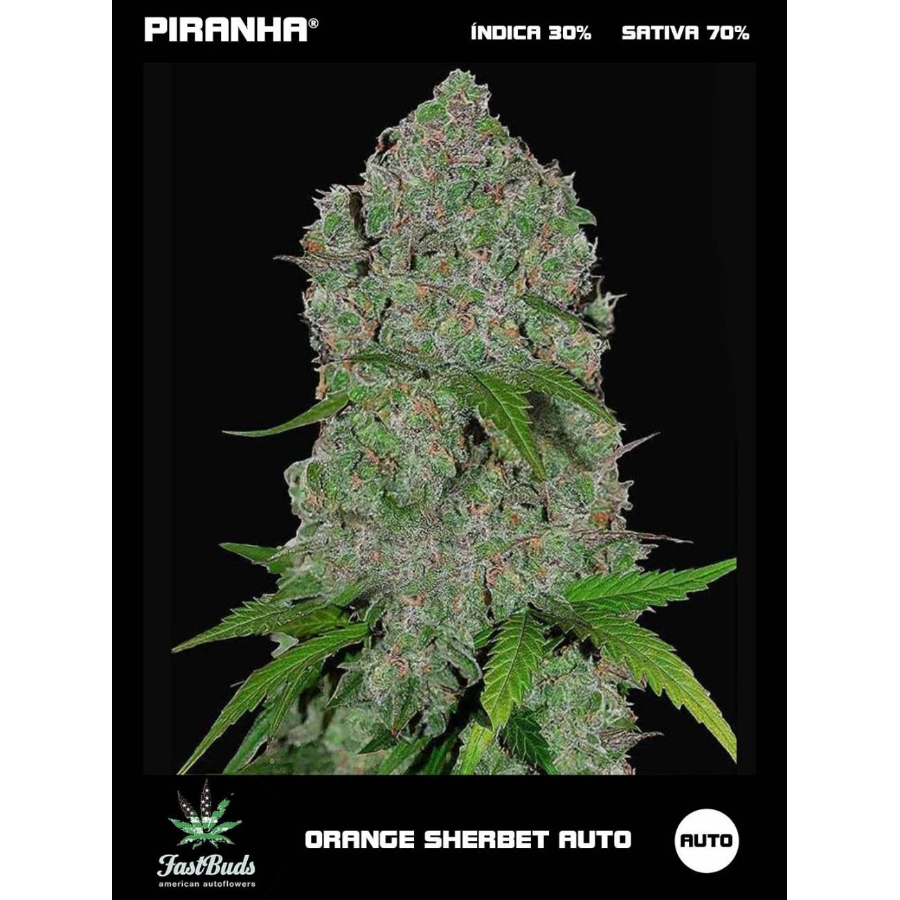 Orange Sherbet Auto (1u/3+1u)