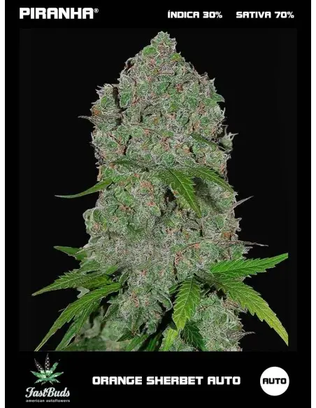 Orange Sherbet Auto (1u/3+1u)