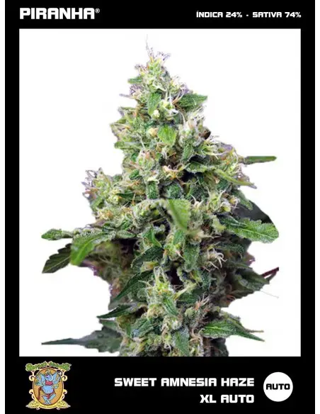 Sweet Amnesia Haze XL Auto...