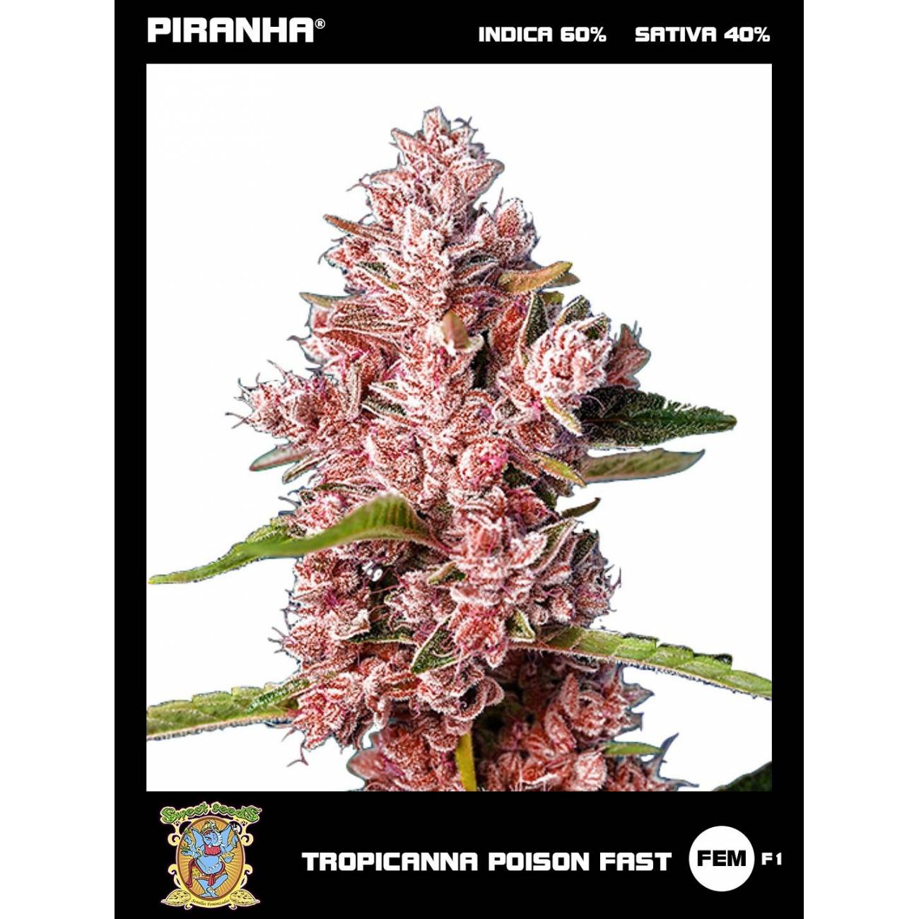 Tropicanna Poison F1 (3+1u)