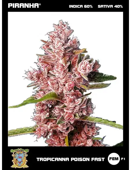 Tropicanna Poison F1 (3+1u)