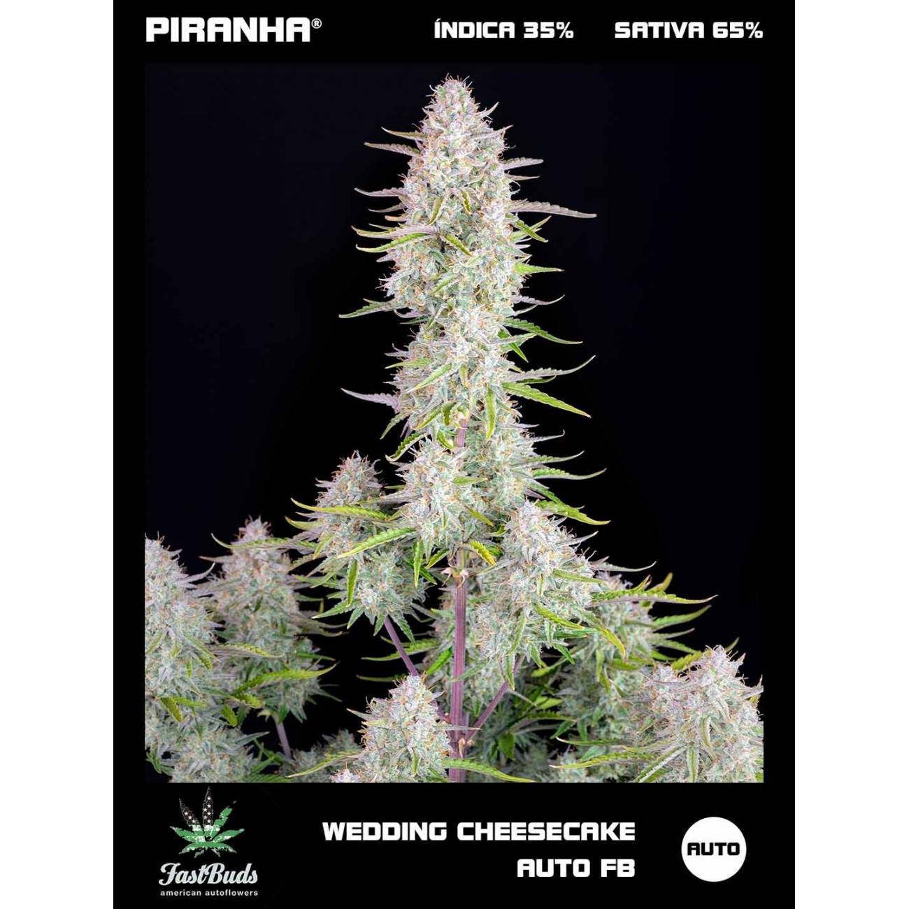 Wedding Cheesecake Auto (1u/3+1u)