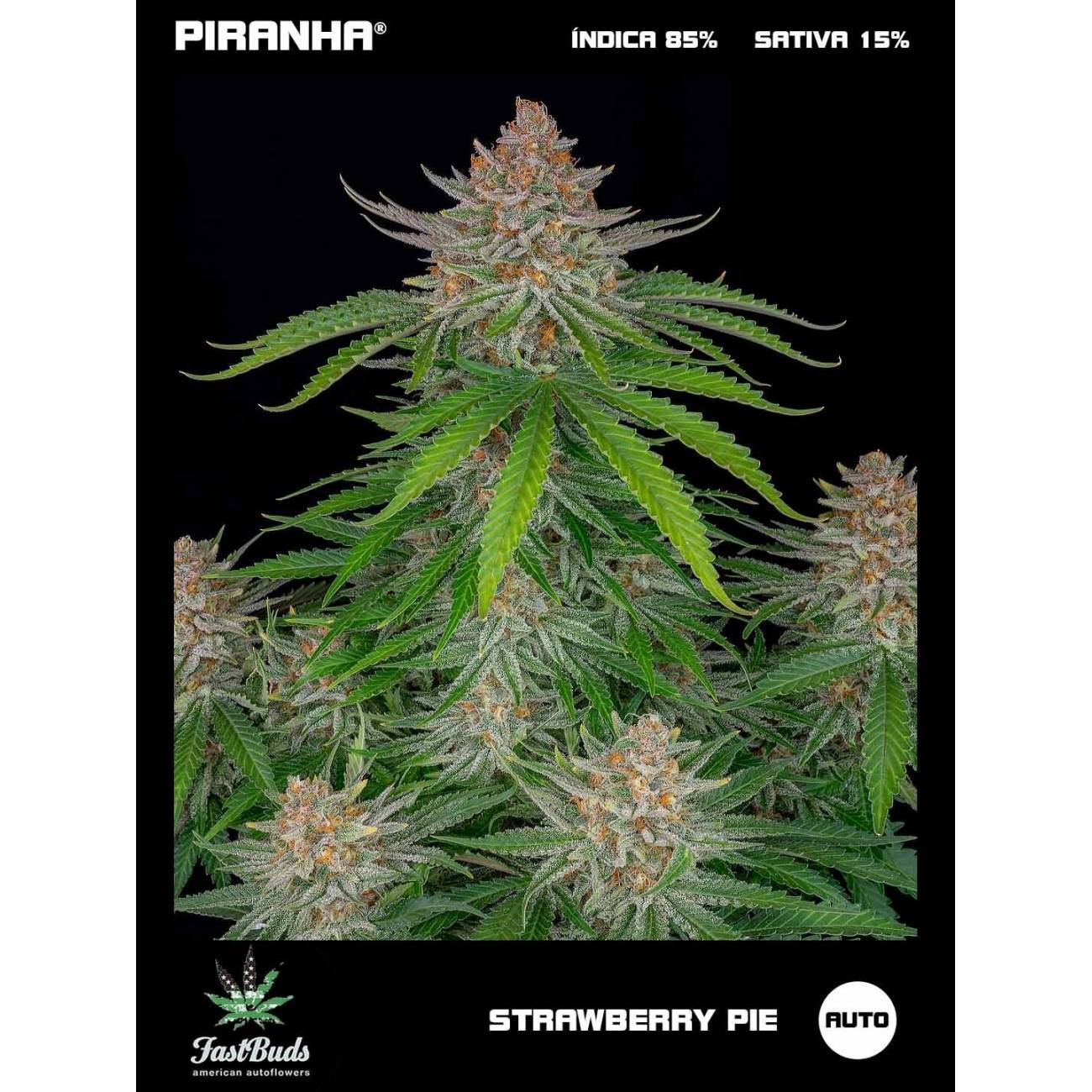 Strawberry Pie Auto (1u/3+1u)