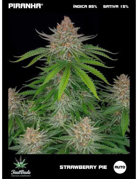 Strawberry Pie Auto (1u/3+1u)