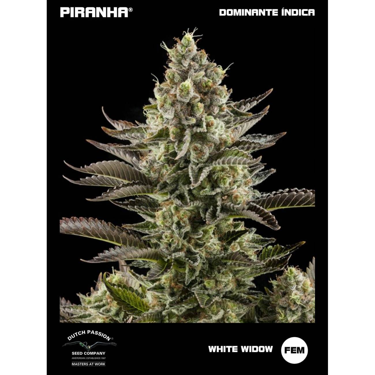 White Widow (3+1u)