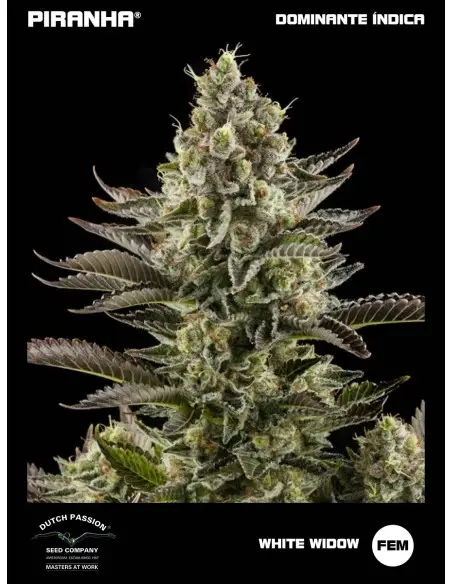 White Widow (3+1u)