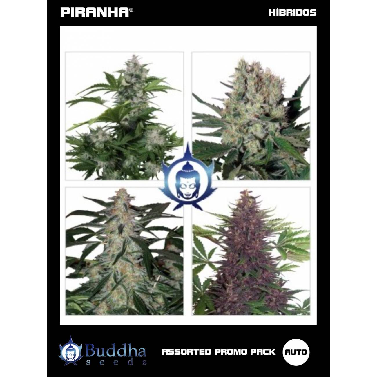 Buddha Assorted Pack Auto (10u)