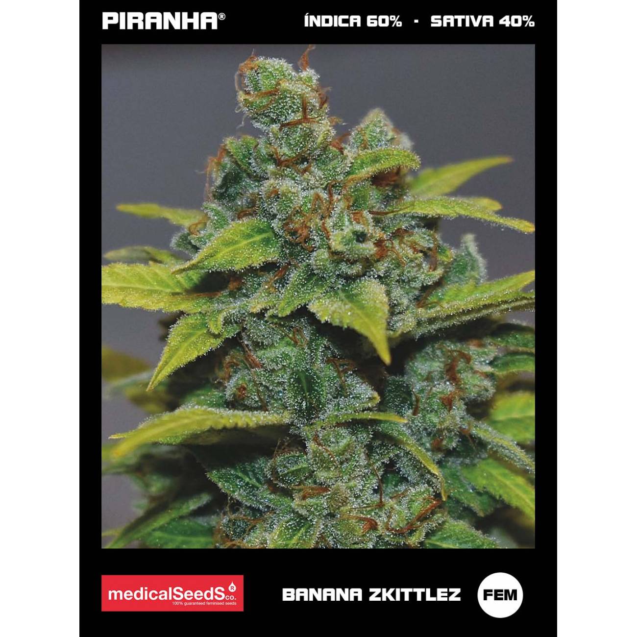 Banana Zkittlez (3+2u)