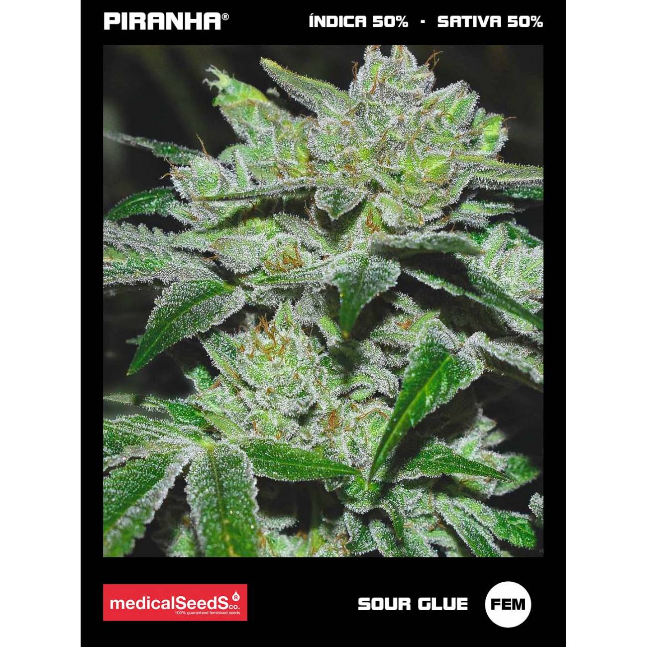 Sour Glue (3+2u)