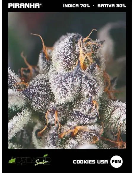 Cookies USA (3+1u/5+2u)