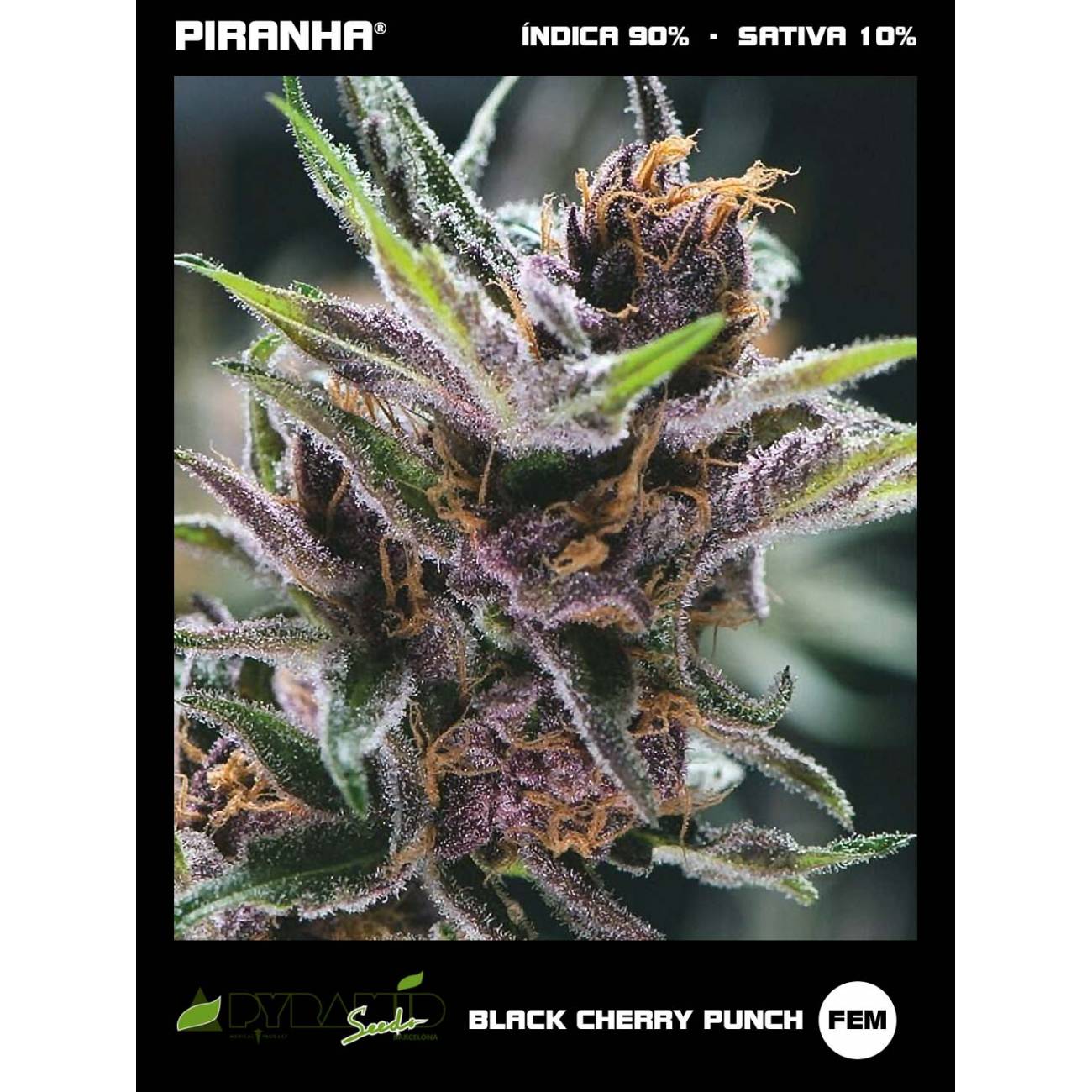 Black Cherry Punch (1u/3+1u/5+2u)