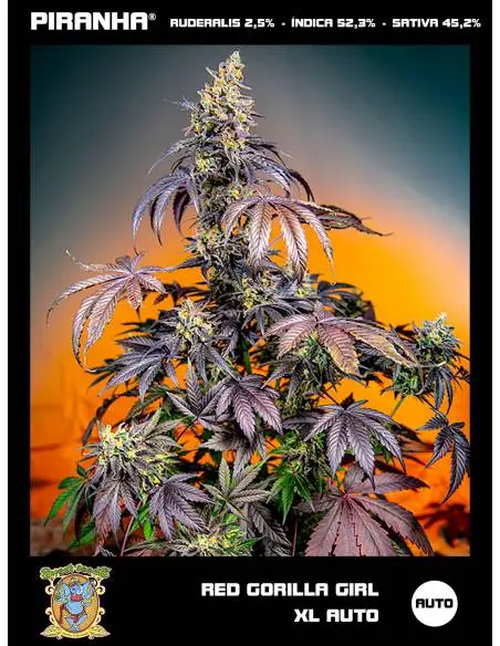 Red Gorilla Girl XL Auto...