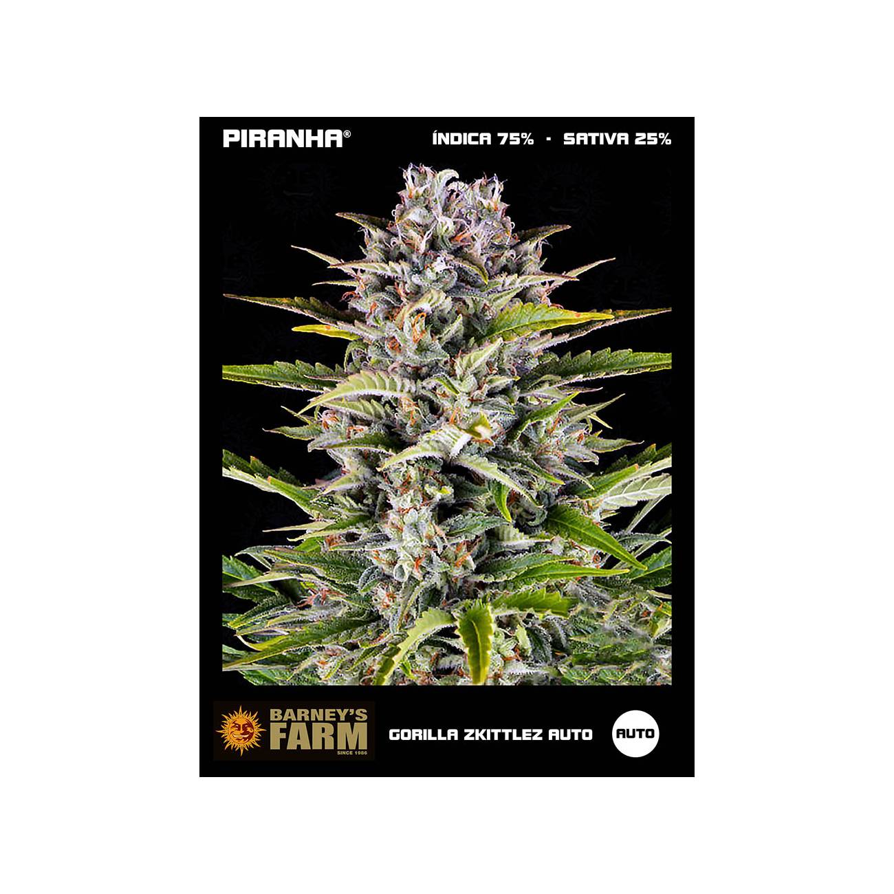 Gorilla Zkittlez Auto (3u)