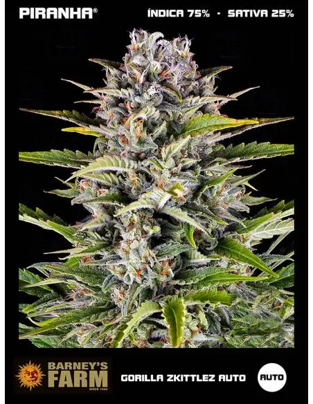 Gorilla Zkittlez Auto (3u)