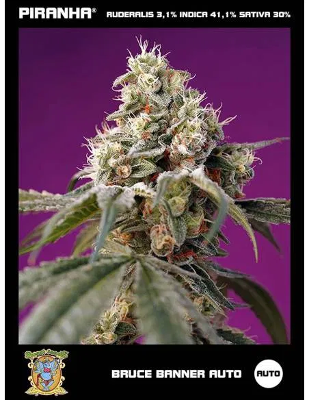 Bruce Banner Auto (3+1u/5+2u)