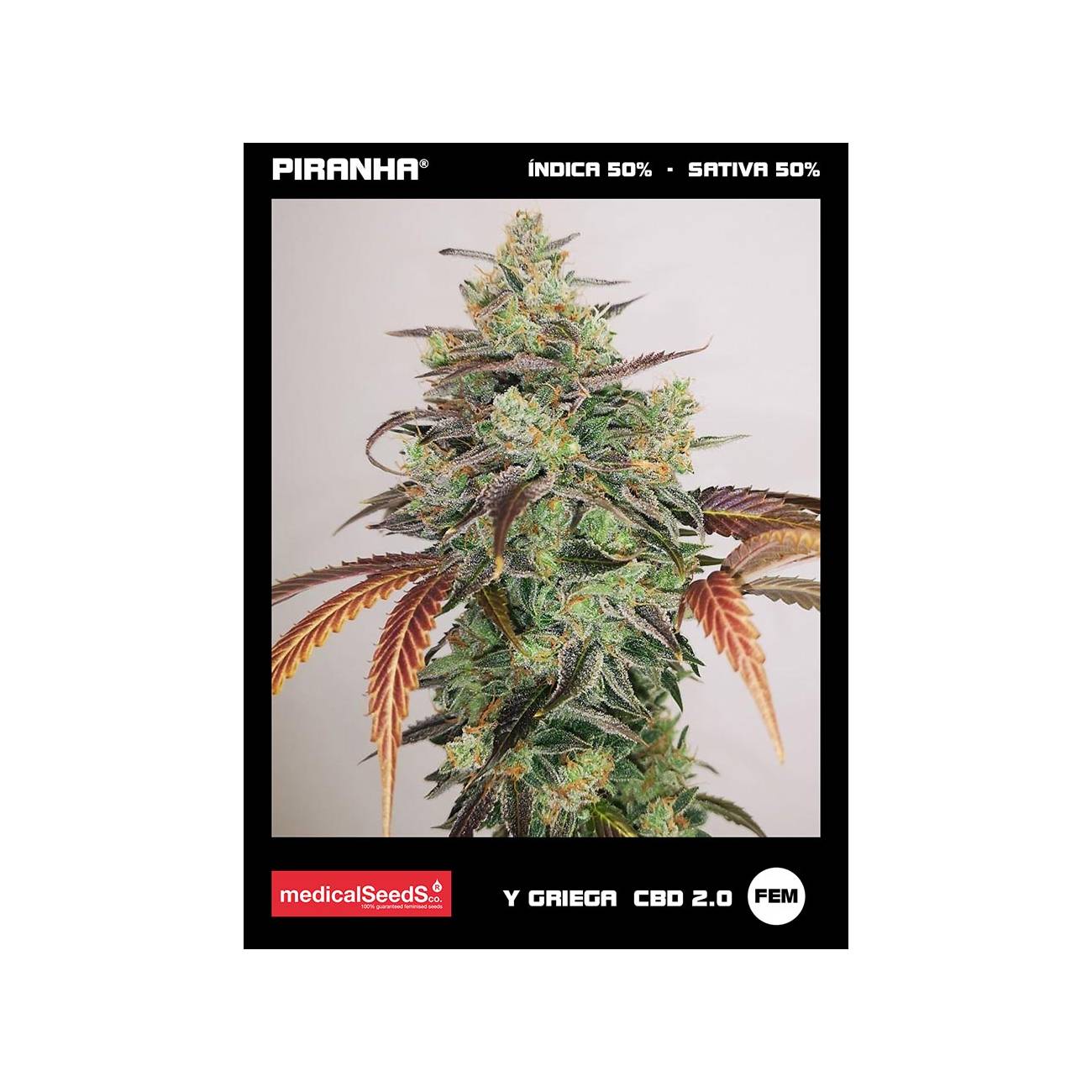 Y Griega CBD 2.0 (3+2u)