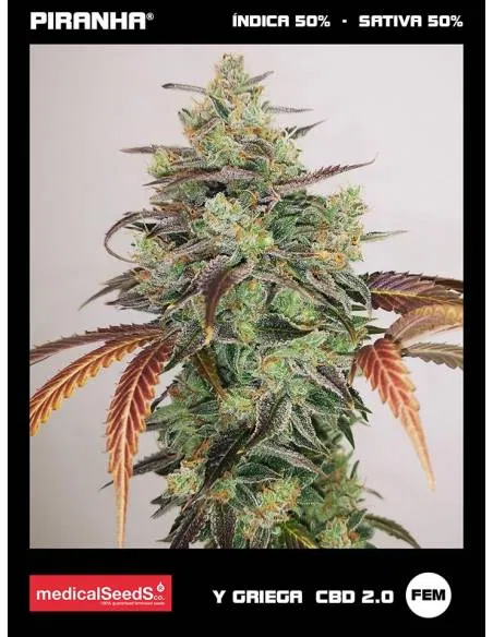 Y Griega CBD 2.0 (3+2u)