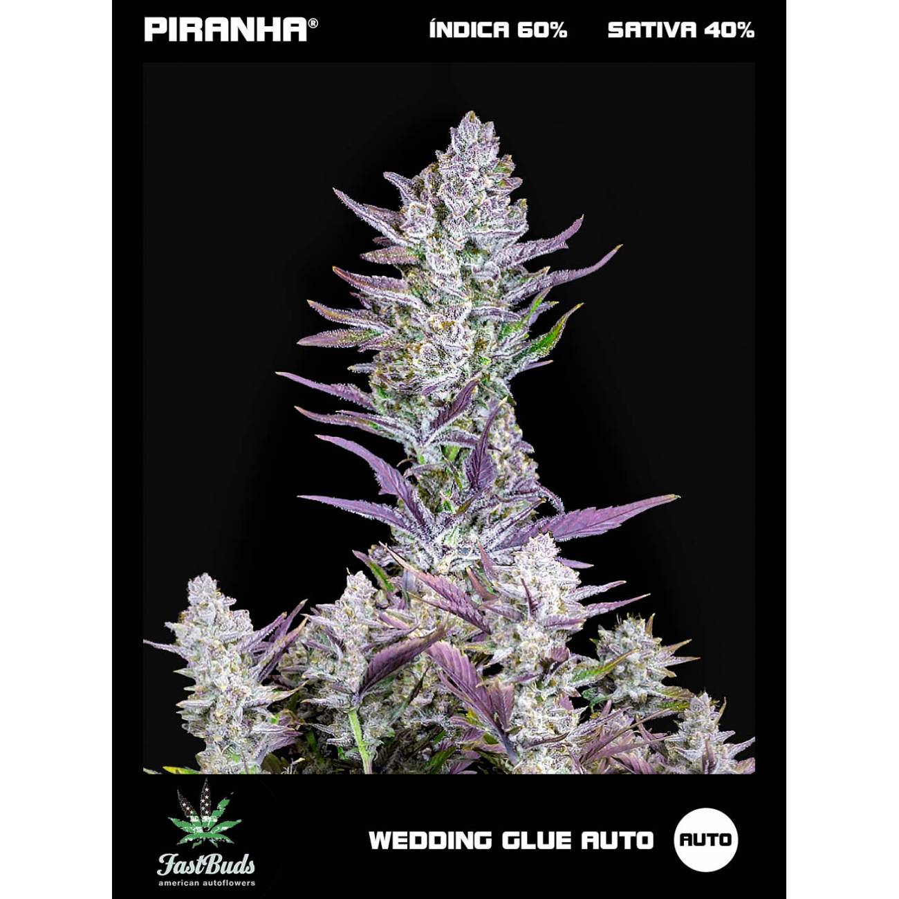 Wedding Glue Auto (1u/3+1u)