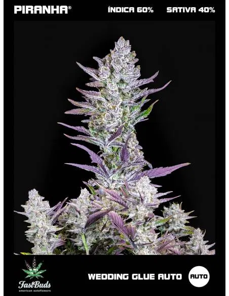 Wedding Glue Auto (1u/3+1u)