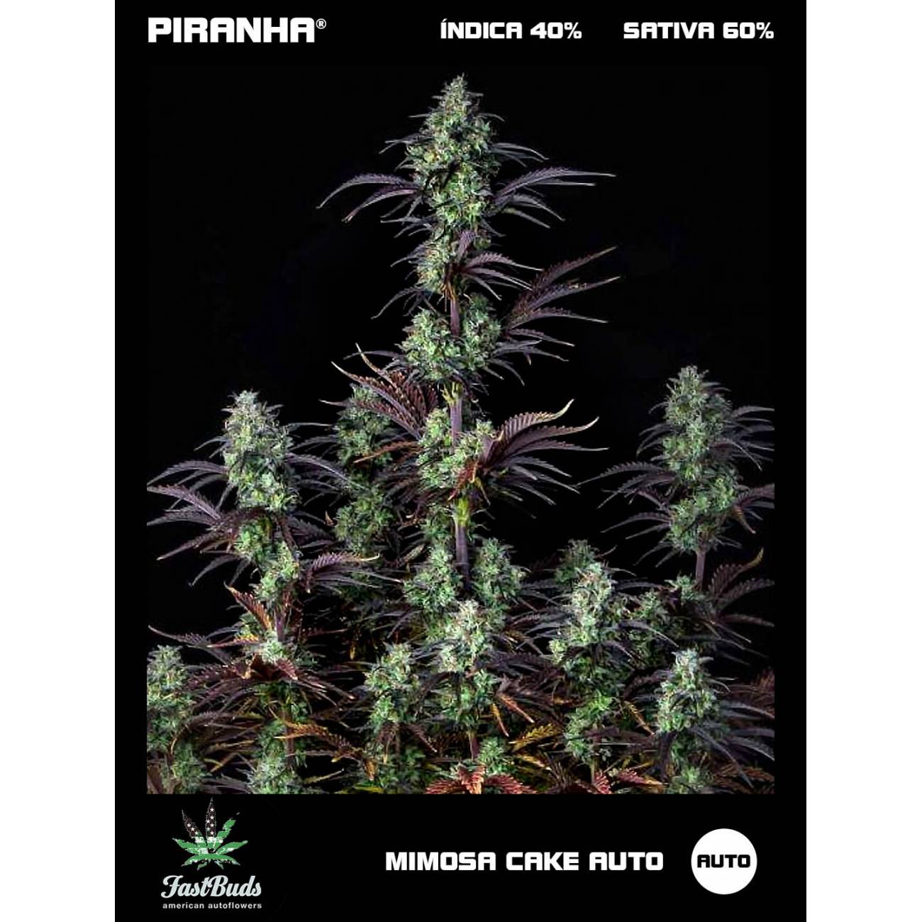 Mimosa Cake Auto (1u/3+1u)