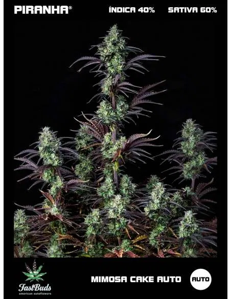 Mimosa Cake Auto (1u/3+1u)
