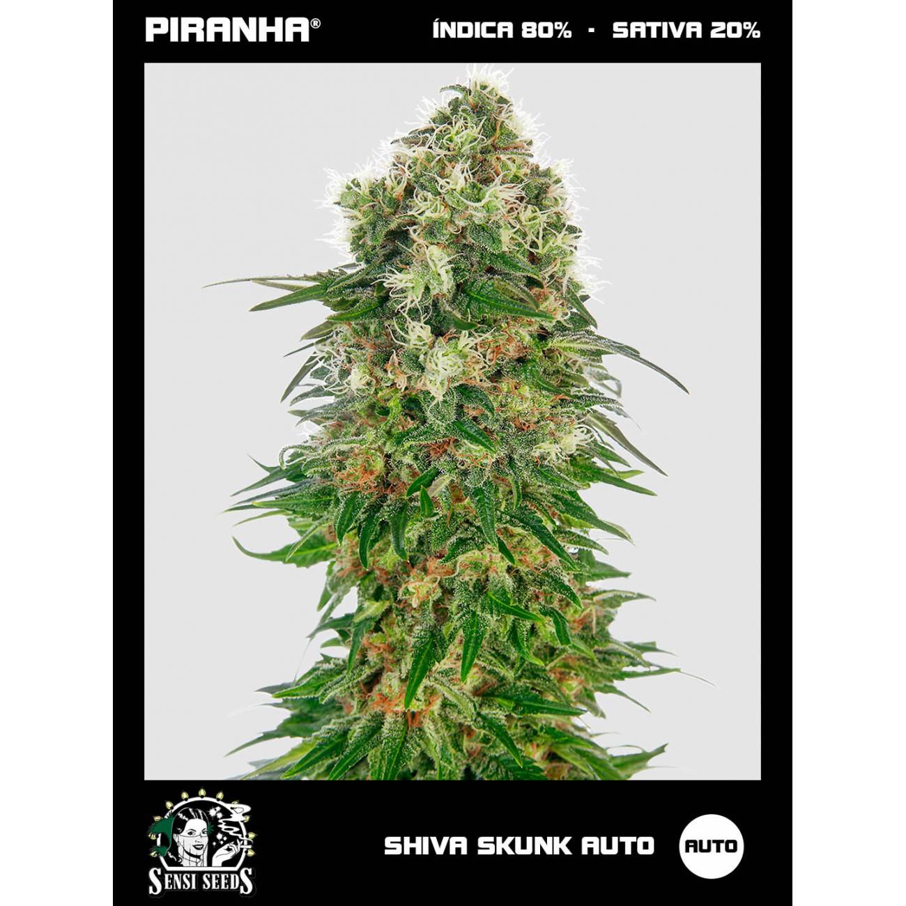 Shiva Skunk Auto (3u)