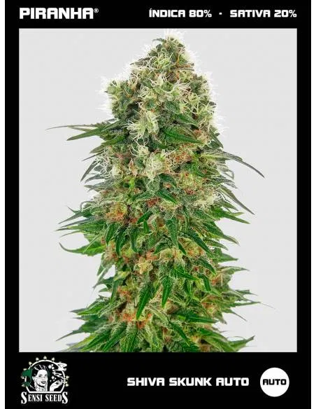 Shiva Skunk Auto (3u)