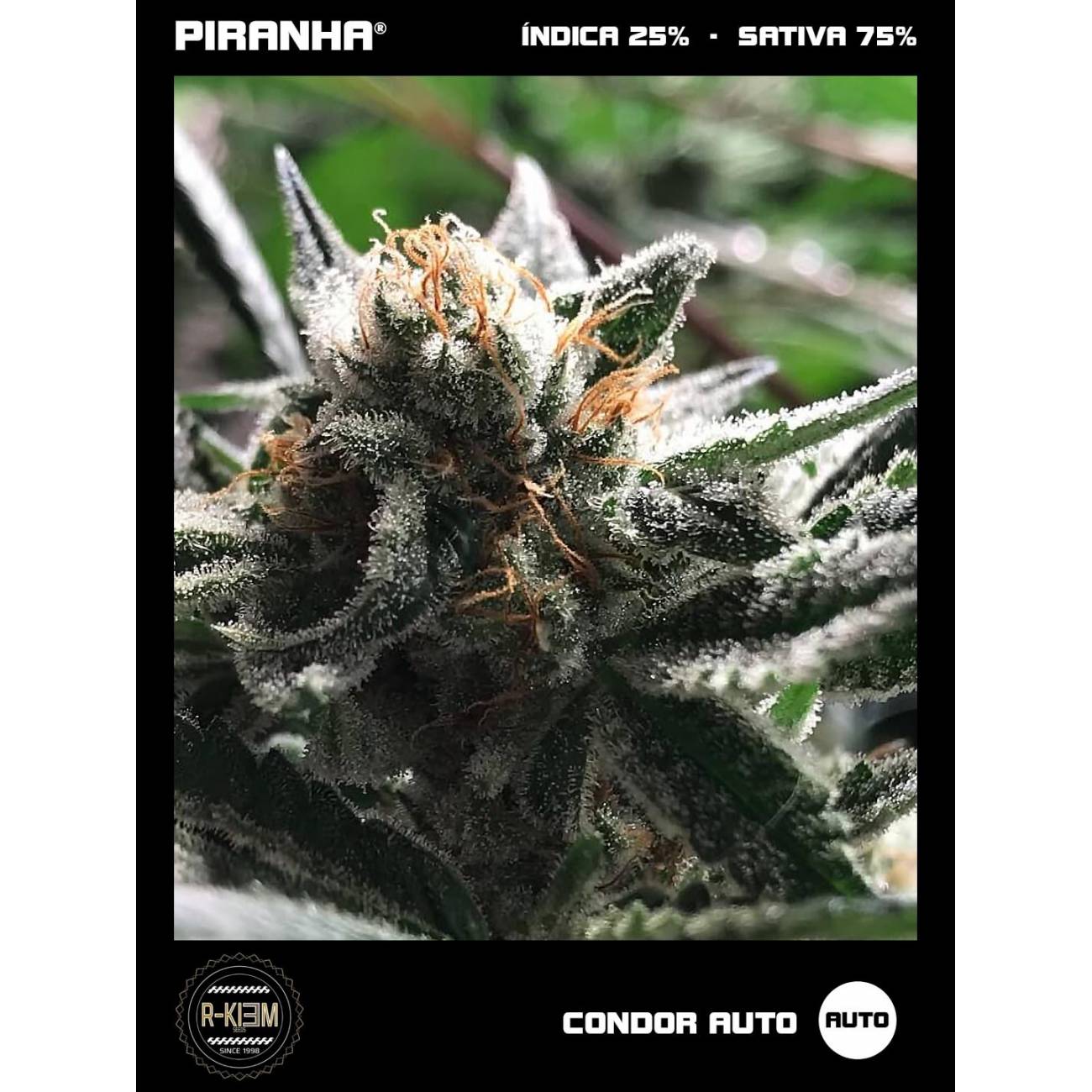 Condor Auto (3u)