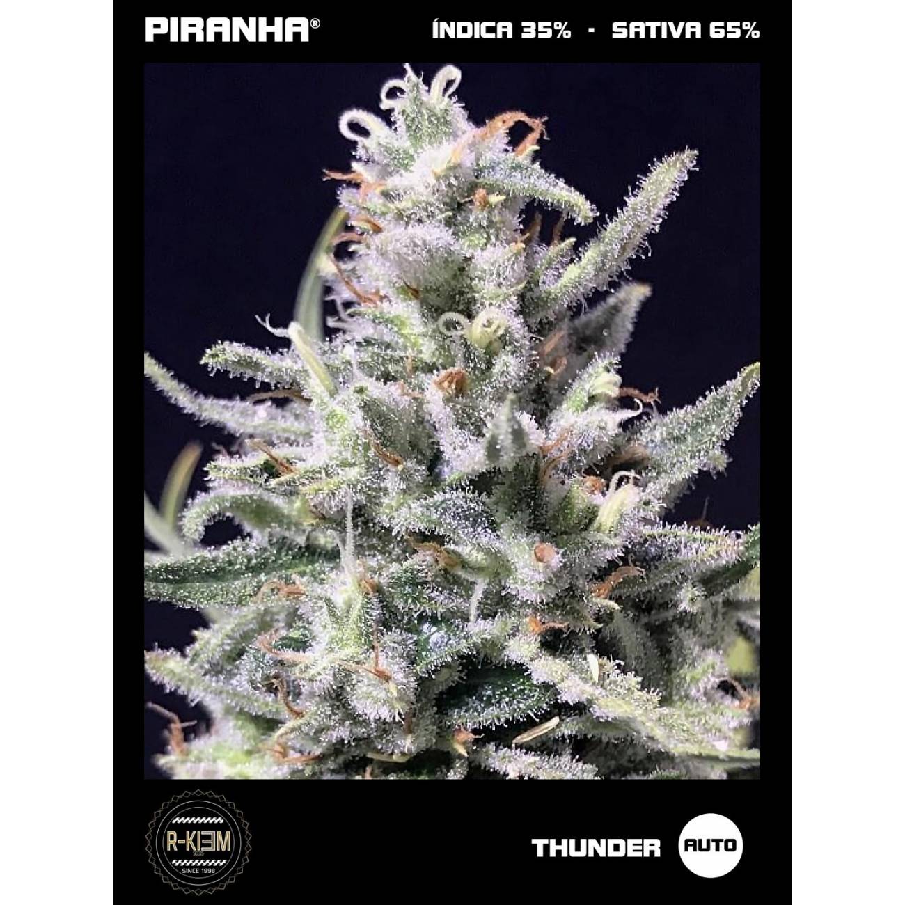 Thunder Auto (3u)