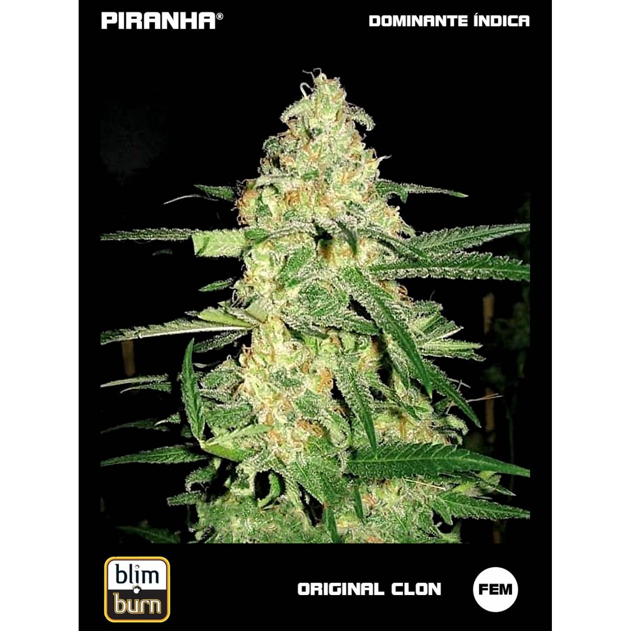 Original Clon (3u)